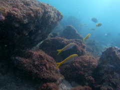 Mulloidichthys dentatus