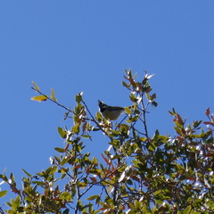 Baeolophus wollweberi