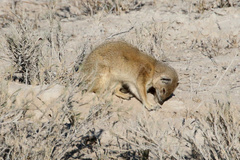 Cynictis penicillata