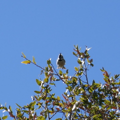 Baeolophus wollweberi