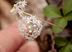 Panax trifolius