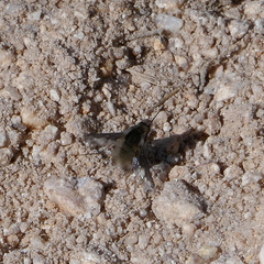 Bombyliini