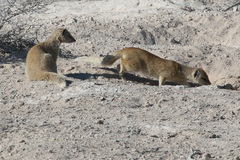 Cynictis penicillata