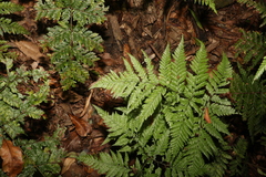 Parapolystichum microsorum