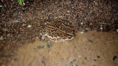 Rhinella dorbignyi