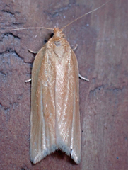 Clepsis clemensiana