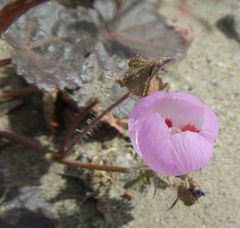 Eremalche rotundifolia