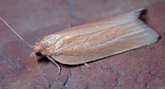 Clepsis clemensiana