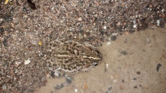 Rhinella dorbignyi