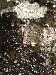 Amphineurus hudsoni