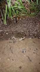 Rhinella dorbignyi