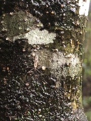 Amphineurus hudsoni