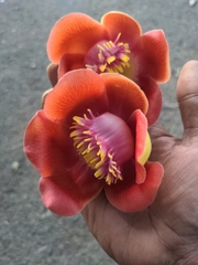 Couroupita guianensis