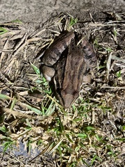 Leptodactylus insularum