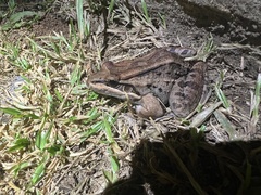 Leptodactylus insularum