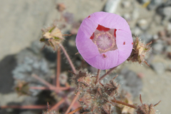 Eremalche rotundifolia