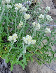 Pseudognaphalium