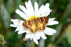 Chrysolarentia polycarpa