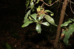 Beilschmiedia obtusifolia