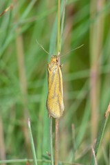 Poliorhabda auriceps