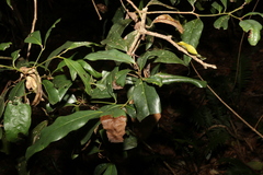 Beilschmiedia obtusifolia
