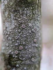 Lecanora hybocarpa