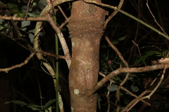 Beilschmiedia obtusifolia