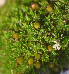 Orthotrichum anomalum