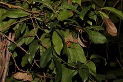 Beilschmiedia obtusifolia