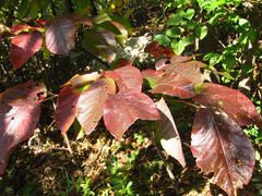 Neoshirakia japonica