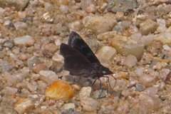 Mictris crispus