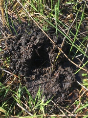 Lacunicambarus nebrascensis