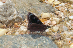 Mictris crispus
