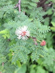 Mimosa texana