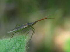 Stenodema trispinosum