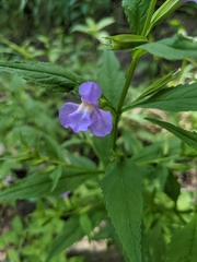 Mimulus alatus