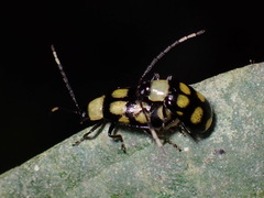 Diabrotica morosa