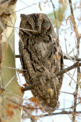 Otus senegalensis