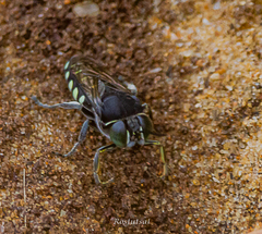 Stictia