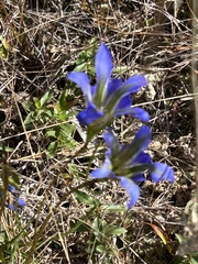Gentiana autumnalis