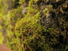 Syntrichia laevipila
