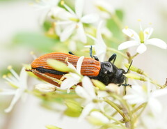 Castiarina rufipennis