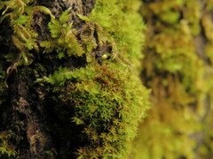 Syntrichia laevipila