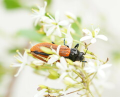 Castiarina rufipennis