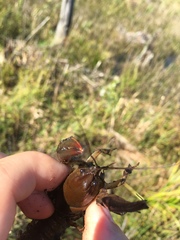 Lacunicambarus nebrascensis