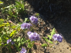 Phacelia