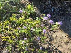 Phacelia