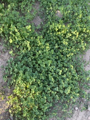 Medicago lupulina