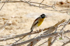 Emberiza flaviventris
