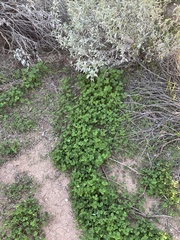 Medicago lupulina